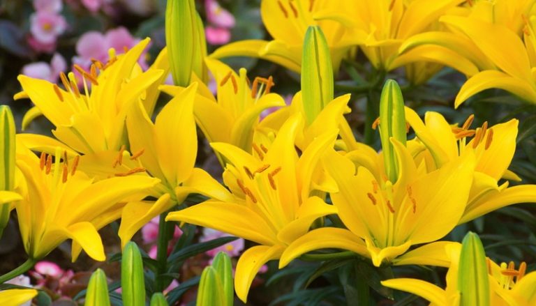 Lilien richtig pflanzen und pflegen