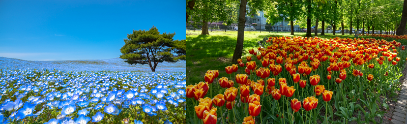 Blaue und weiße Blüten vermitteln Weite, während gelbe, rote und orangefarbene warm wirken und Tiefe schaffen. (Gartengestaltung Bilder #02)