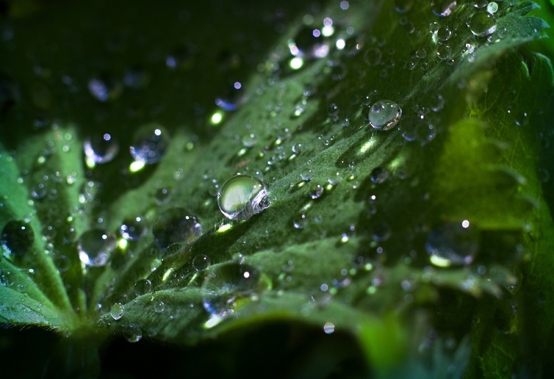 Alle Frauenmantelarten bieten eine Besonderheit unter den Pflanzen und sind von Mythen umrankt: An ihren Blatträndern bilden sich feine Wassertröpfchen, die sich in der Mitte dann zu einem einzigen großen Tropfen sammeln. (Gartengestaltung Bilder #07)