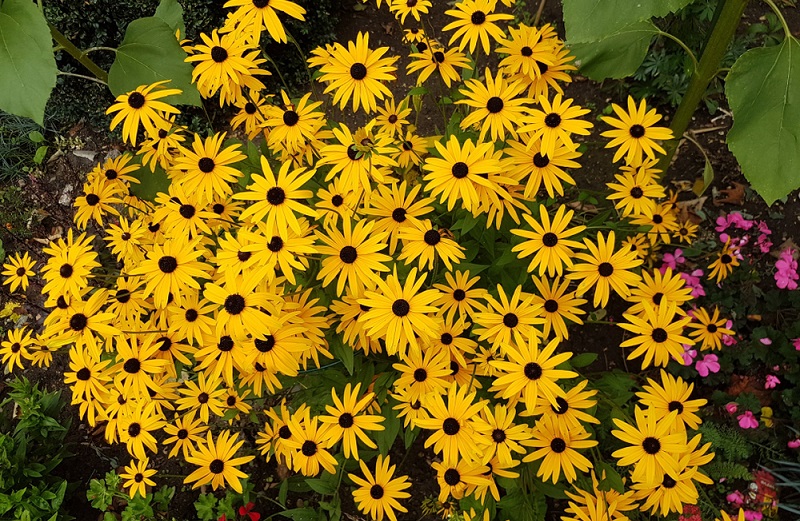 Lässt man die Samenstände im Herbst stehen, zeigt sich die Rudbeckia im Winter als attraktive Strukturpflanze und dient gleichzeitig als Futter für verschiedene Vögel. (Gartengestaltung Bilder #06)