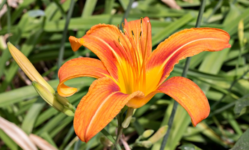 Bei größeren Flächen vor dem Haus, können sie auch als Farbtupfer und herrliche Bilder fürs Auge in die Vorgartengestaltung integriert werden. (Gartengestaltung Bilder #05)