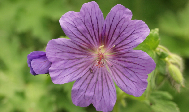 Der Storchenschnabel in seinen Weiß- oder Violetttönen bildet das ideale Beispiel für tolle Gartengestaltung.