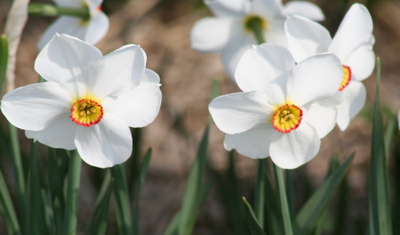 Garten planen: Was muss ich bei der Planung meines Gartens beachten? Hilfreiche Tipps und Tricks von den Experten