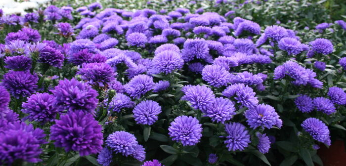 Gartenideen: Bilder, die inspirieren Gartenideen: Bilder, die inspirieren