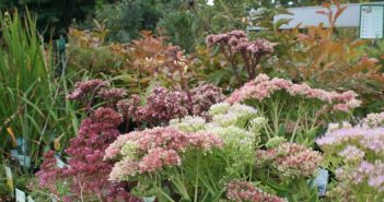 Kräutergarten: Anlegen & Pflegen Kräutergarten: Anlegen & Pflegen