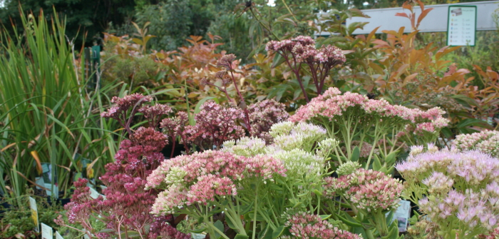Kräutergarten: Anlegen & Pflegen Kräutergarten: Anlegen & Pflegen