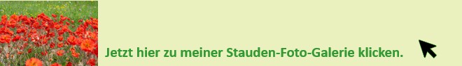 Hier zur Stauden-Foto-Galerie-klicken.