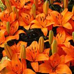 Lilien: einzigartige Pflanzen, die nicht jeder hat 
