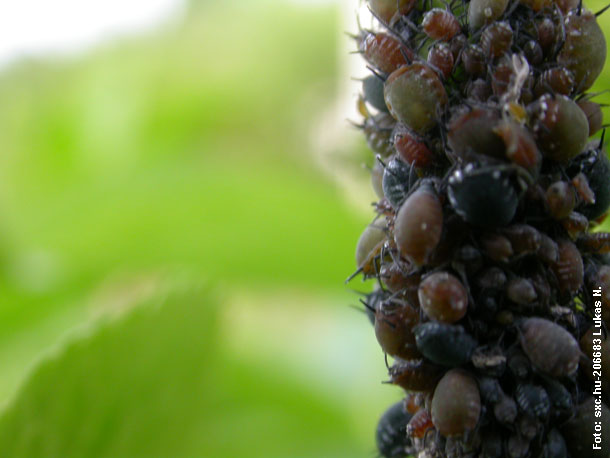 Schädlinge im Garten biologisch bekämpfen