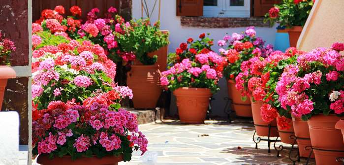Blütentraum im Sommer - Tipps zur Pflege von Geranien ( Foto: Adobe Stock - phoenixclaudia )