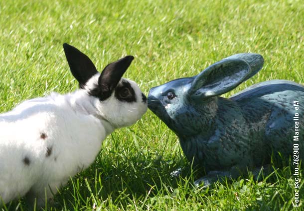 Kaninchenhaltung-im-Garten