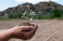 Olivenbaum überwintern ( Foto: Adobe Stock - COSPV )