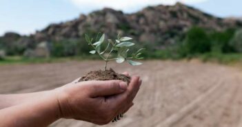 Olivenbaum überwintern ( Foto: Adobe Stock - COSPV )