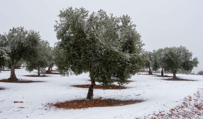 Steht Ihr Olivenbaum im Freien, gibt es etwas Wichtiges zu beachten, wenn Sie ihn aus seinem Winterschlaf erwecken und die Abdeckung entfernt haben. ( Foto: Adobe Stock -  alfonsosm )