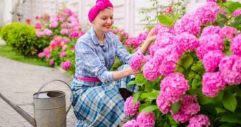 Hortensien Pflegen ( Foto: Adobe Stock - Volodymyr )