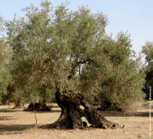 Olivenbaum-ueberwintern