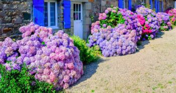 Gartentipps Hortensien ( Foto: Adobe Stock - Boris Stroujko )