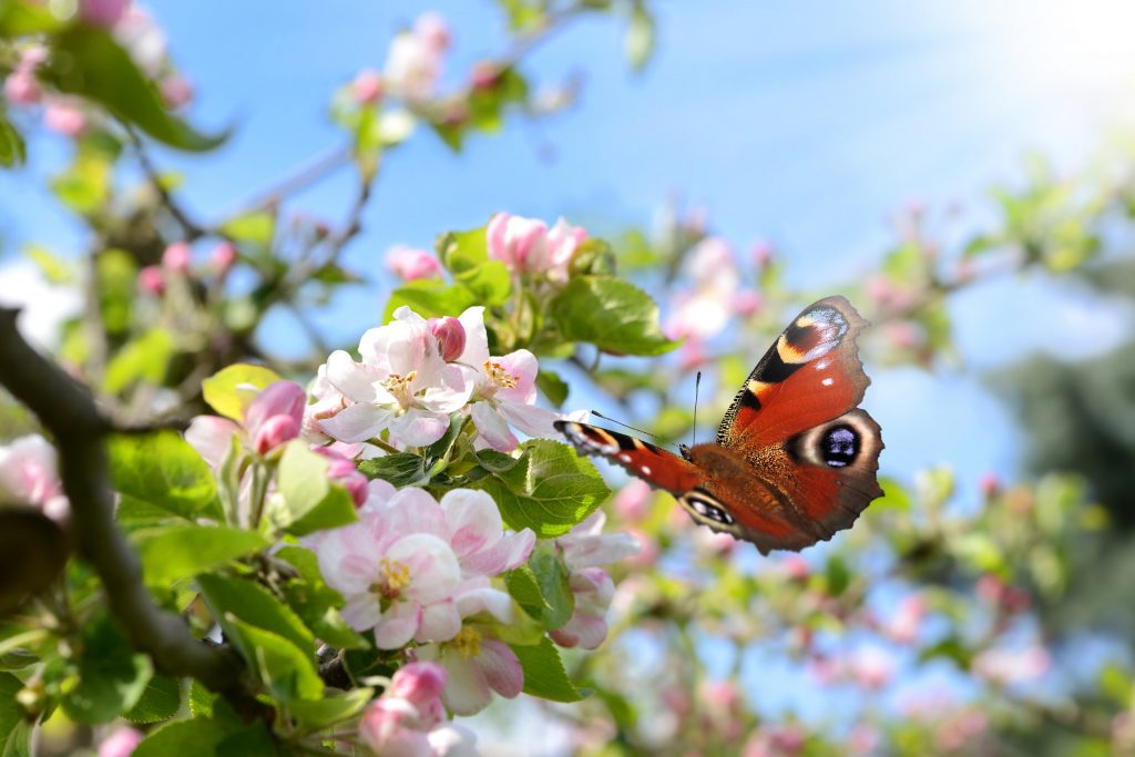 Frühlingserwachen im Garten: Endlich geht es aufwärts. (#01)