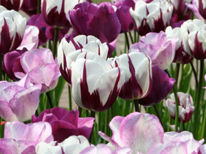 Tulpe Shirley eignet sich sehr gut zum Verwildern.