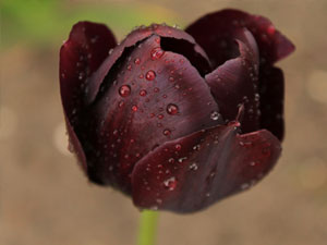 Auch edle purpurfarbene Tulpen gibt es, die sich gut verwildern lassen.
