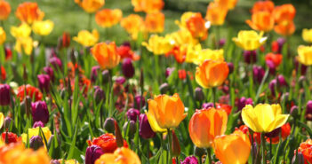 Auch Tulpenzwiebeln lassen sich verwildern. Hier können Sie lesen, was zu tun ist, damit Sie von Ihren Tulpen mehr haben, als nur ein Jahr.