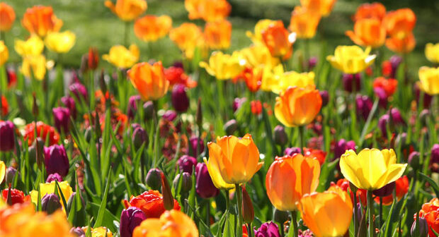 Auch Tulpenzwiebeln lassen sich verwildern. Hier können Sie lesen, was zu tun ist, damit Sie von Ihren Tulpen mehr haben, als nur ein Jahr.