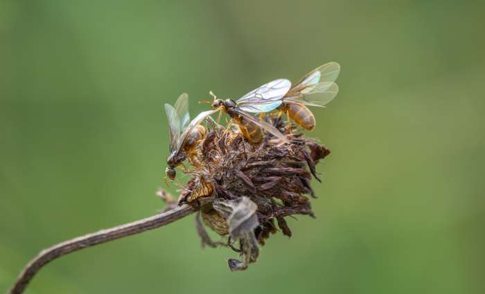 Mit etwas Glück gelangen die fliegenden Ameisen nicht mal in die Nähe Ihres Hauses. ( Foto: Shutterstock -  Stephan Morris  )