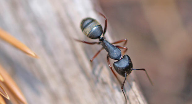Fliegende Ameisen in Haus und Garten bekämpfen!