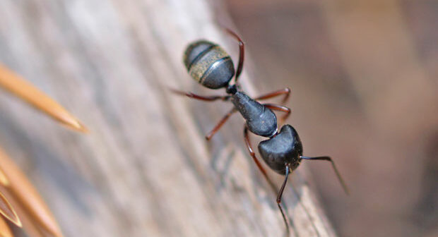 Fliegende Ameisen In Haus Und Garten Bekampfen