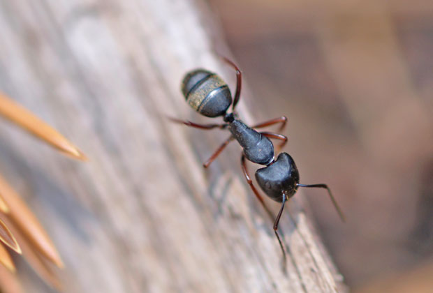 Fliegende Ameisen in Haus und Garten bekämpfen