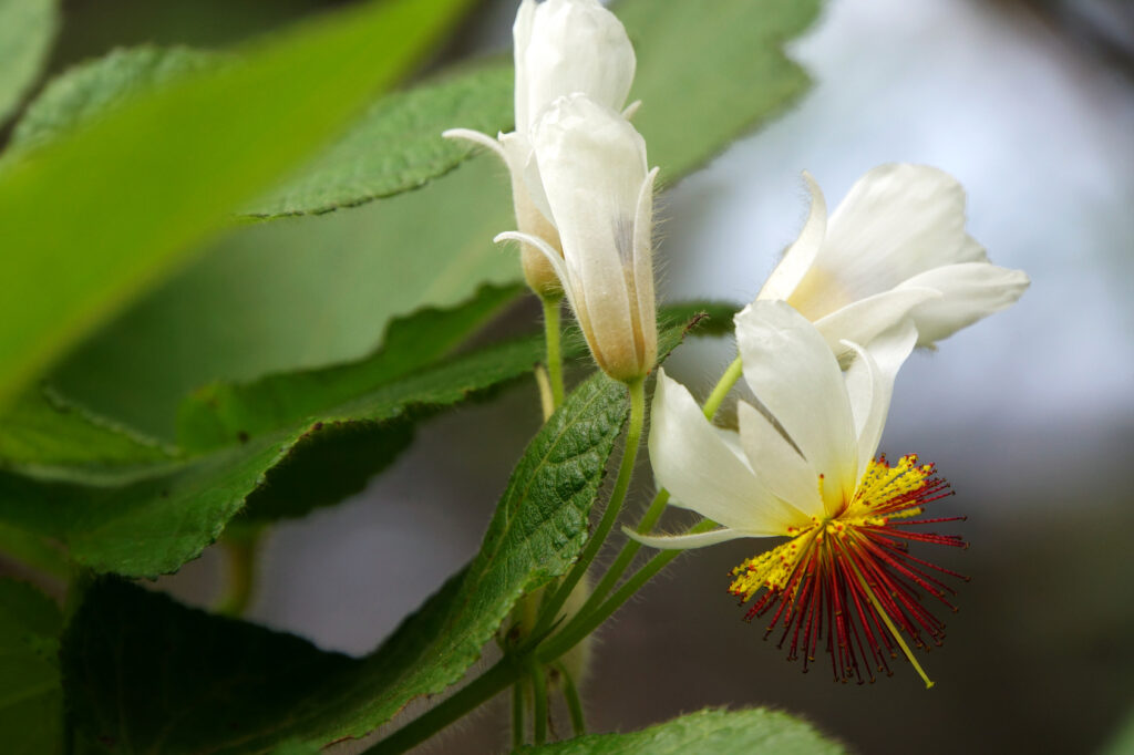 Kapländische Zimmerlinde: Eine der prächtigsten Zimmerpflanzen