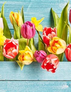 Tulpen nicht nur ein Frühlingsgruß