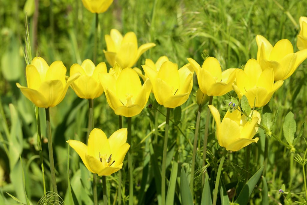 Die Farbe die das Frühjahr willkommen heißt