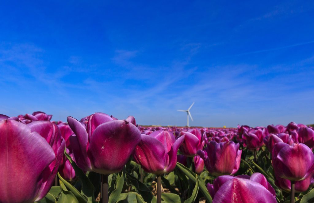 Eine wunderschön farbige Tulpe, ein Augenschmaus