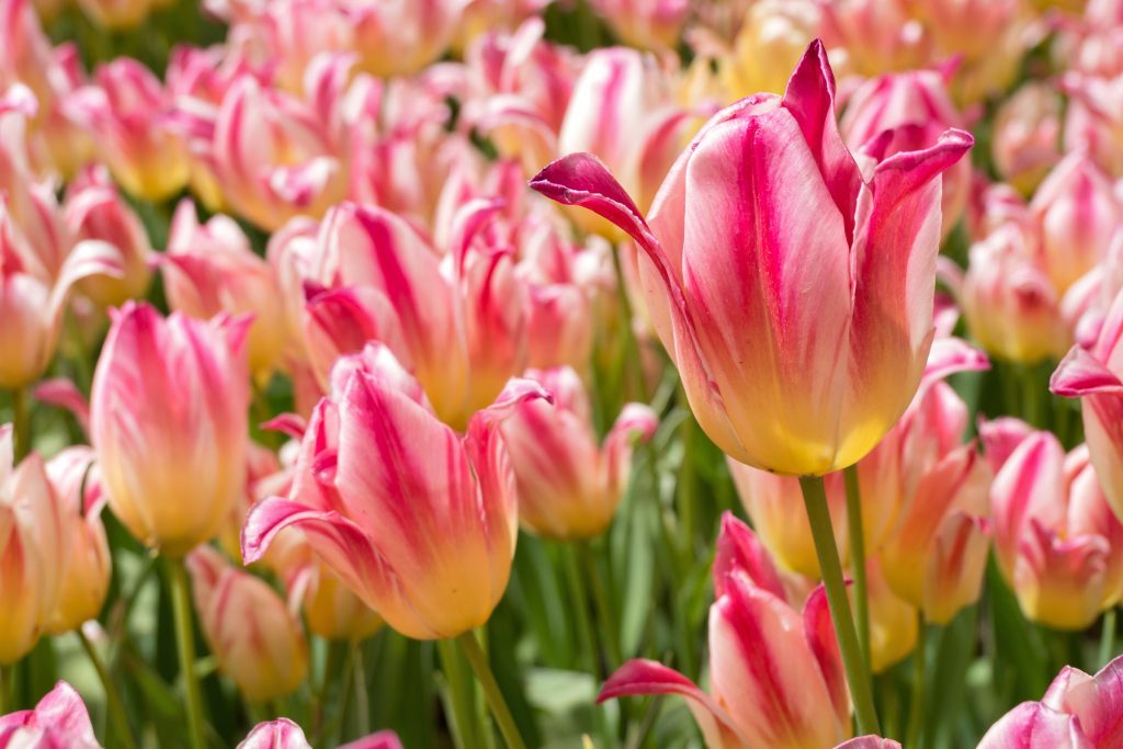 mehrbltige Tulpe (Tricolette)mehrere Farben auch das einfach ein Hingucker