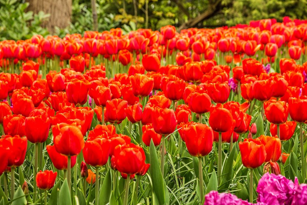 Ein rotes Blumenmeer. Ein Augenorgasmuss