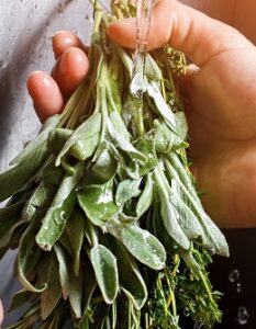 Pfirsich Salbei: Außergewöhnliche Pflanze für die Sinne