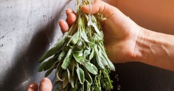 Pfirsich Salbei: Außergewöhnliche Pflanze für die Sinne