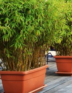 Bambus als Kübelpflanze: Was gilt es zu beachten?