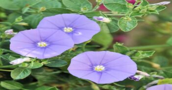 Balkonpflanzen: Blaue Mautitius, Pflegetipps und mehr!