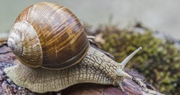 Sind Schnecken Ungeziefer? Und was man gegen sie tun kann