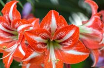 Amaryllis: Pflege, düngen & mehr!