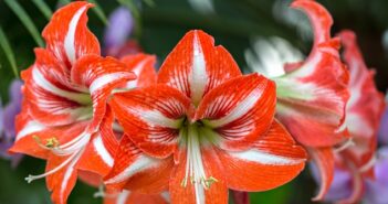 Amaryllis: Pflege, düngen & mehr!