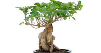 So schneidet man einen Ficus Ginseng Bonsai!