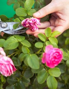 Rosenstock: Pflege der Blumen & mehr