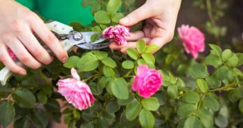 Rosenstock: Pflege der Blumen & mehr