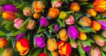 Anleitung: Tulpenzwiebeln richtig stecken ( Foto: Shutterstockv- Gilmanshin )