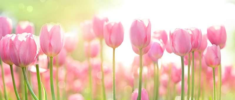 Wundervolle Tulpen in zartem Rosa ( Foto: Adobe Stock - Ju_see )