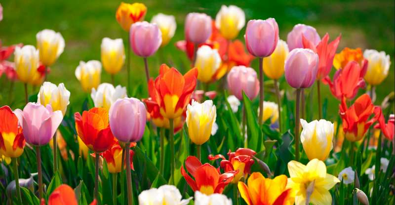 Tulpen in vielen verschiedenen Farben ( Foto:  Adobe Stock - nakedking_)