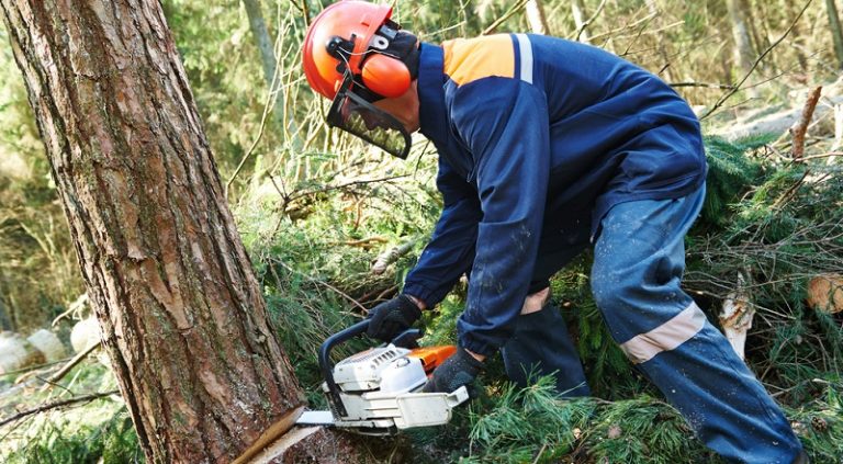 Baum fällen Anleitung zum Bäume richtig fällen